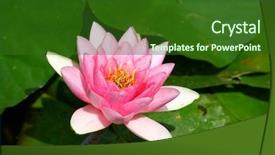  Presentation with water lilly - Presentation theme with fenland - water lilly aka nymphaea background and a forest green colored foreground