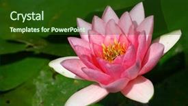  Presentation with water lilly - Audience pleasing presentation theme consisting of fenland - water lilly aka nymphaea backdrop and a tawny brown colored foreground