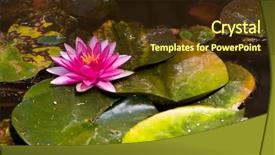  Presentation with water lilly - Cool new slide set with fenland - water lilly aka nymphaea backdrop and a tawny brown colored foreground