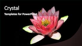  Presentation with water lilly - Colorful PPT theme enhanced with fenland - water lilly isolated on black backdrop and a black colored foreground