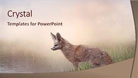  Presentation with fennec - Colorful slides enhanced with fennec fox in the grassland backdrop and a lemonade colored foreground