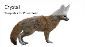  Presentation with fennec - Slides consisting of fennec fox isolated on white background and a white colored foreground