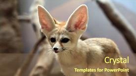  Presentation with fennec - Slide set with fennec fox vulpes zerda wild background and a tawny brown colored foreground