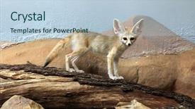  Presentation with fox - Audience pleasing slides consisting of fennec fox vulpes zerda wild backdrop and a light blue colored foreground