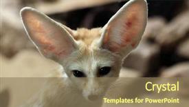 Presentation with fennec - Presentation theme with fennec fox vulpes zerda wild background and a  colored foreground
