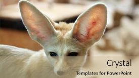  Presentation with fennec - Cool new theme with fennec fox vulpes zerda wild backdrop and a coral colored foreground
