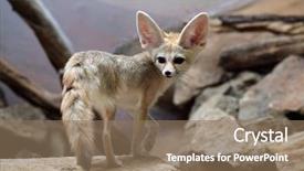  Presentation with fennec - PPT theme having fennec fox vulpes zerda wild background and a coral colored foreground