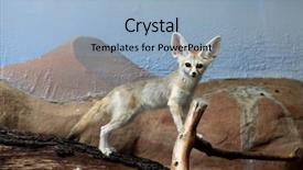  Presentation with fennec - Slide deck consisting of fennec fox vulpes zerda wild background and a  colored foreground