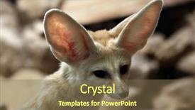  Presentation with fennec - Presentation design consisting of fennec fox vulpes zerda wild background and a  colored foreground