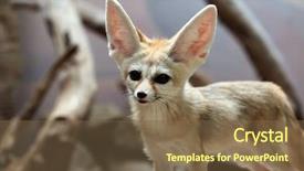  Presentation with fennec - Cool new slides with fennec fox vulpes zerda wild backdrop and a tawny brown colored foreground