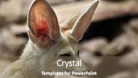  Presentation with fennec - PPT theme enhanced with fennec fox vulpes zerda wild background and a violet colored foreground