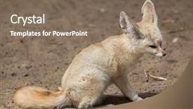  Presentation with fennec - PPT theme featuring fennec fox vulpes zerda wildlife background and a  colored foreground