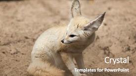  Presentation with fennec - Audience pleasing PPT theme consisting of fennec fox vulpes zerda wildlife backdrop and a coral colored foreground