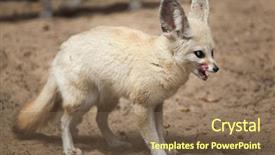  Presentation with fennec - Amazing theme having fennec fox vulpes zerda wildlife backdrop and a violet colored foreground
