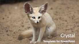 Presentation with fennec - PPT layouts featuring fennec fox vulpes zerda wildlife background and a  colored foreground
