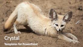  Presentation with fennec - Amazing PPT layouts having fennec fox vulpes zerda wildlife backdrop and a  colored foreground