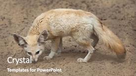  Presentation with fennec - Colorful slide deck enhanced with fennec fox vulpes zerda wildlife backdrop and a  colored foreground