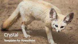  Presentation with fennec - Audience pleasing theme consisting of fennec fox vulpes zerda wildlife backdrop and a violet colored foreground