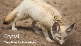  Presentation with fennec - PPT theme consisting of fennec fox vulpes zerda wildlife background and a  colored foreground