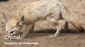  Presentation with fennec - Slide deck featuring fennec fox vulpes zerda wildlife background and a  colored foreground