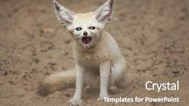  Presentation with fennec - Amazing PPT layouts having fennec fox vulpes zerda wildlife backdrop and a coral colored foreground