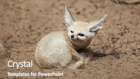  Presentation with fennec - PPT layouts having fennec fox vulpes zerda wildlife background and a  colored foreground