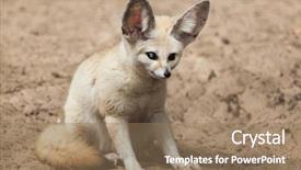  Presentation with fennec - Presentation design consisting of fennec fox vulpes zerda wildlife background and a coral colored foreground