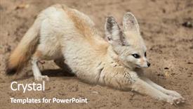  Presentation with fennec - Amazing slide deck having fennec fox vulpes zerda wildlife backdrop and a  colored foreground