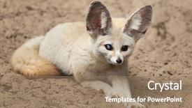  Presentation with fennec - PPT theme featuring fennec fox vulpes zerda wildlife background and a  colored foreground