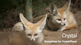  Presentation with fennec - Presentation theme featuring fennec fox vulpes zerda wildlife background and a coral colored foreground