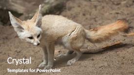  Presentation with fennec - Slide set with fennec fox vulpes zerda wildlife background and a  colored foreground