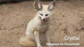  Presentation with fennec - Cool new presentation theme with fennec fox wildlife animal backdrop and a coral colored foreground
