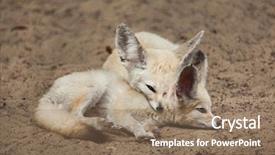  Presentation with fennec - Amazing presentation theme having fennec foxes vulpes zerda wildlife backdrop and a coral colored foreground