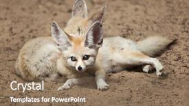  Presentation with fennec - Amazing slide deck having fennec foxes vulpes zerda wildlife backdrop and a  colored foreground