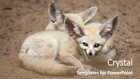  Presentation with fennec - Slide deck enhanced with fennec foxes vulpes zerda wildlife background and a  colored foreground