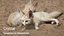  Presentation with fennec - PPT layouts consisting of fennec foxes vulpes zerda wildlife background and a  colored foreground