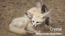  Presentation with fennec - Presentation theme having fennec foxes vulpes zerda wildlife background and a  colored foreground