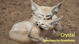  Presentation with fennec - PPT theme featuring fennec foxes vulpes zerda wildlife background and a violet colored foreground