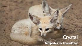  Presentation with fennec - PPT theme with fennec foxes vulpes zerda wildlife background and a violet colored foreground