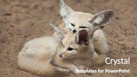  Presentation with fennec - Amazing slide set having fennec foxes vulpes zerda wildlife backdrop and a coral colored foreground