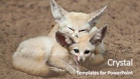  Presentation with fennec - Cool new slides with fennec foxes vulpes zerda wildlife backdrop and a coral colored foreground