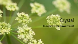  Presentation with flower - Amazing slides having fennel-flower-in-the-field backdrop and a yellow colored foreground