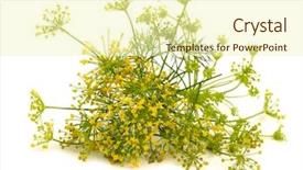  Presentation with flower - Audience pleasing PPT theme consisting of fennel flower isolated backdrop and a soft green colored foreground