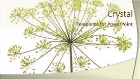  Presentation with flower - PPT theme consisting of fennel-flower-on-white-background background and a soft green colored foreground