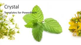  Presentation with mint - Slides enhanced with fennel mint and st john' background and a soft green colored foreground
