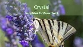  Presentation with lavender - Presentation theme featuring fennel-swallowtail-on-lavender-provence background and a  colored foreground