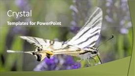  Presentation with lavender - Presentation theme having fennel-swallowtail-on-lavender-provence background and a gray colored foreground