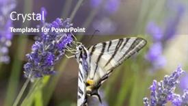  Presentation with lavender - Slides having fennel-swallowtail-on-lavender-provence background and a coral colored foreground