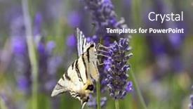  Presentation with lavender - Slide set with fennel-swallowtail-on-lavender-provence background and a violet colored foreground