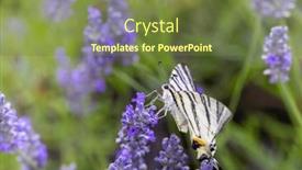  Presentation with lavender - Presentation having fennel-swallowtail-on-lavender-provence background and a tawny brown colored foreground